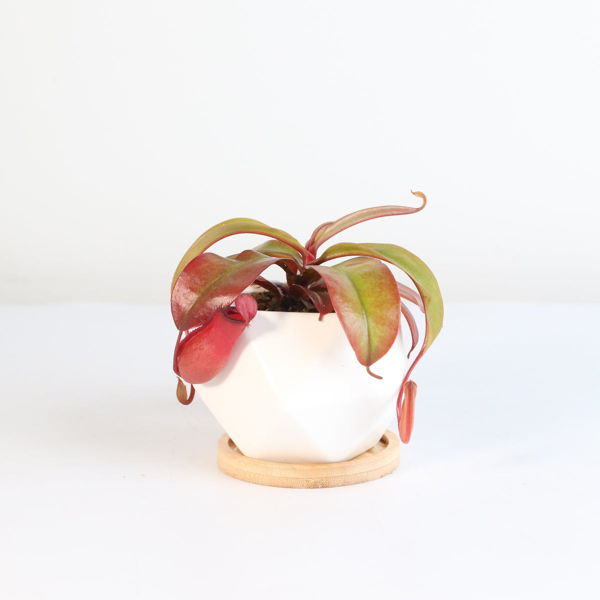 Nepenthes Lady Luck Carnivorous Pitcher Plant