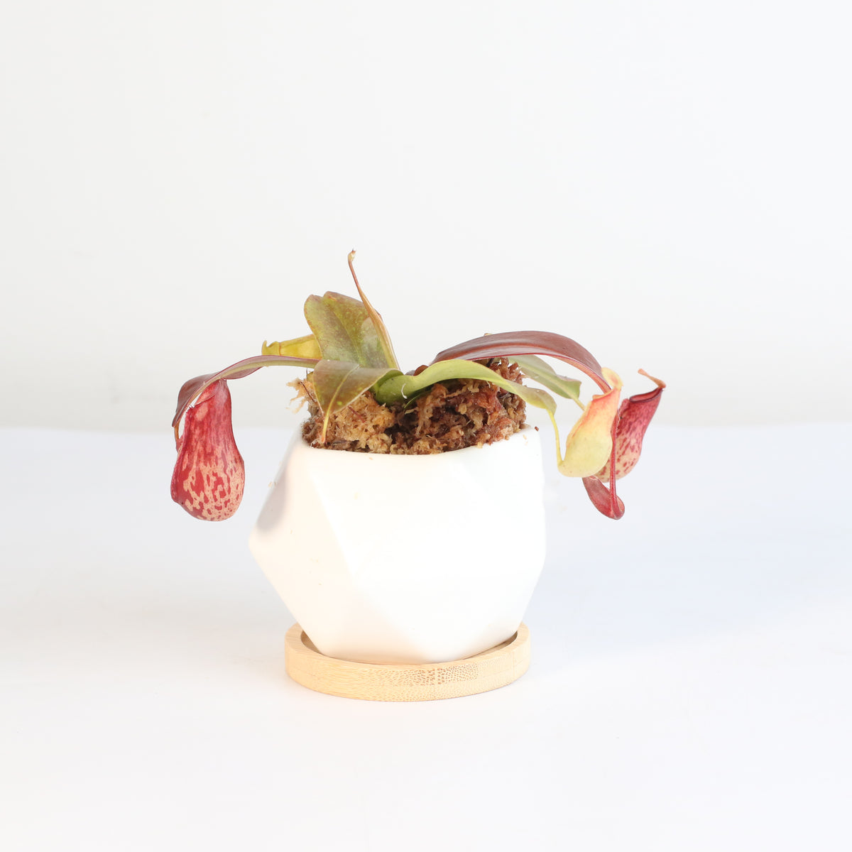 Nepenthes Lady Luck Carnivorous Pitcher Plant