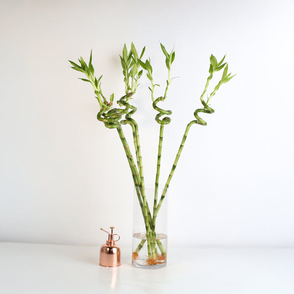 Lucky Bamboo TWISTS Water Plant- LARGE 36