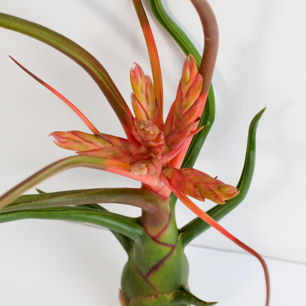 bulbosa air plant care Tillandsia Bulbosa Air Plant