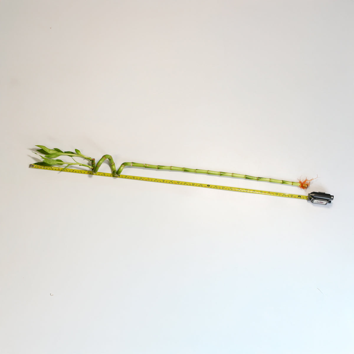 Lucky Bamboo TWISTS Water Plant- LARGE 36"