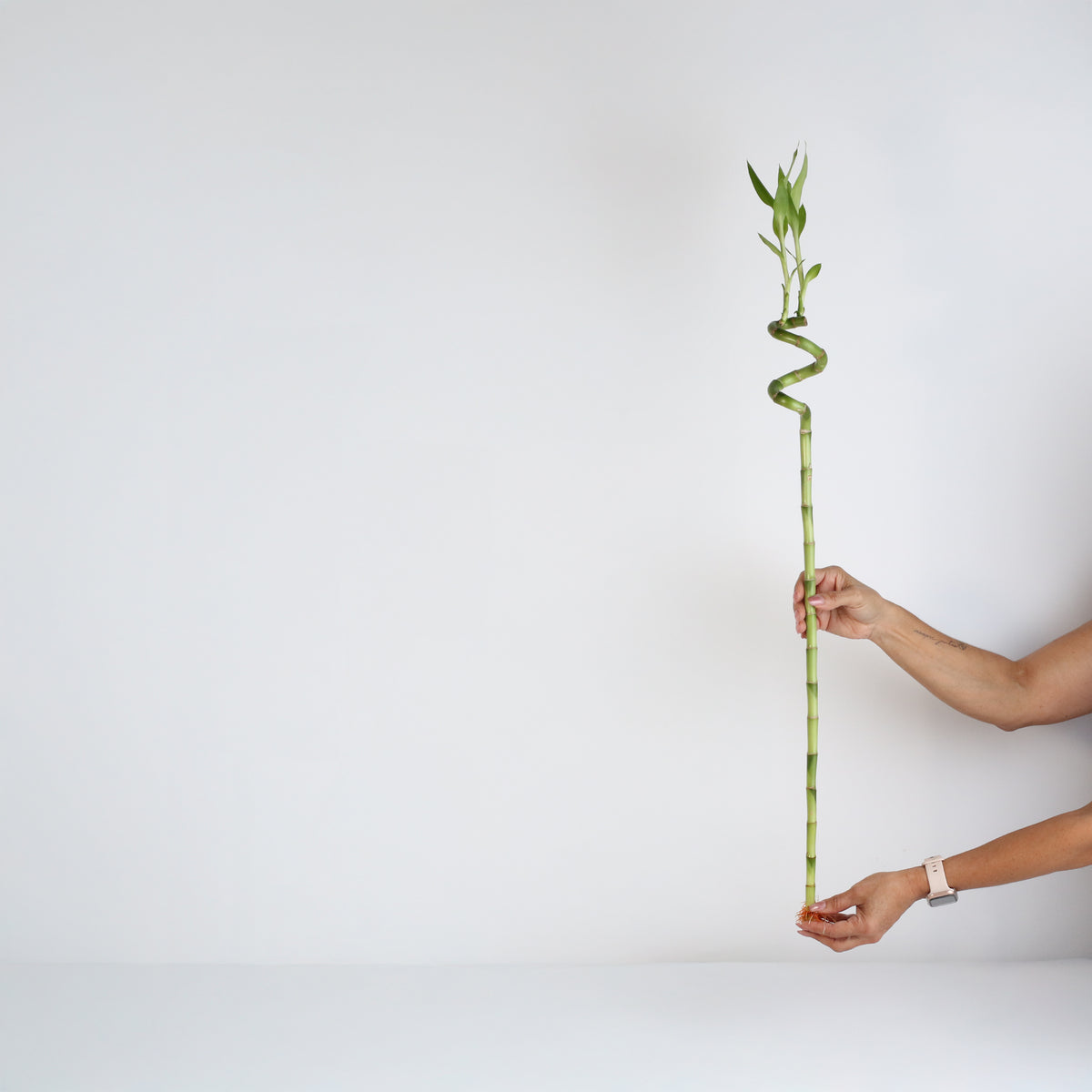 Lucky Bamboo TWISTS Water Plant- LARGE 36"