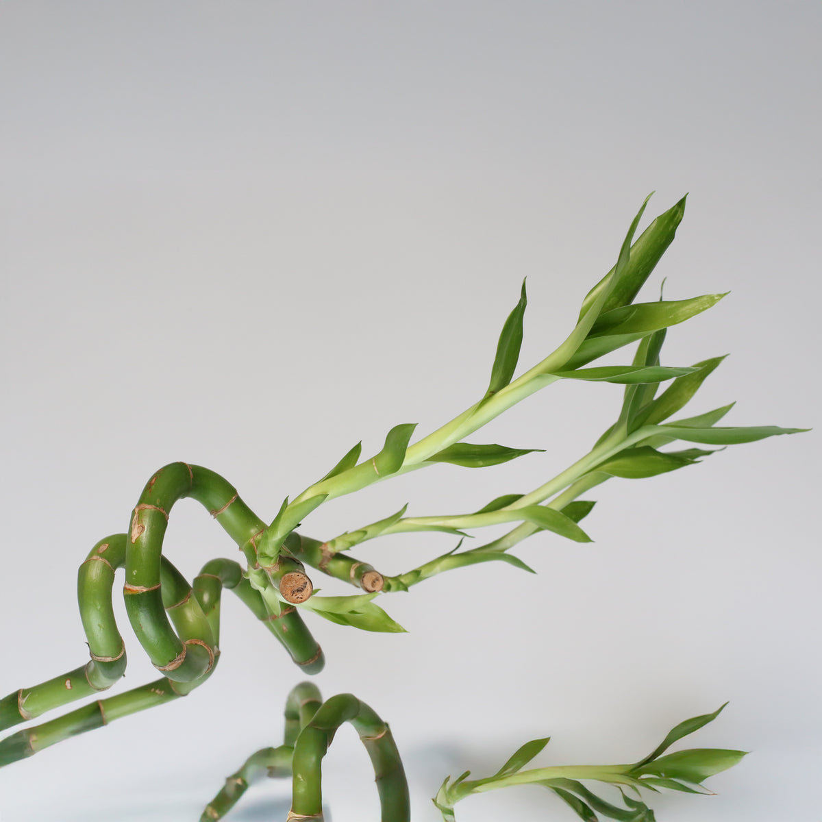 Lucky Bamboo TWISTS Water Plant- LARGE 36"