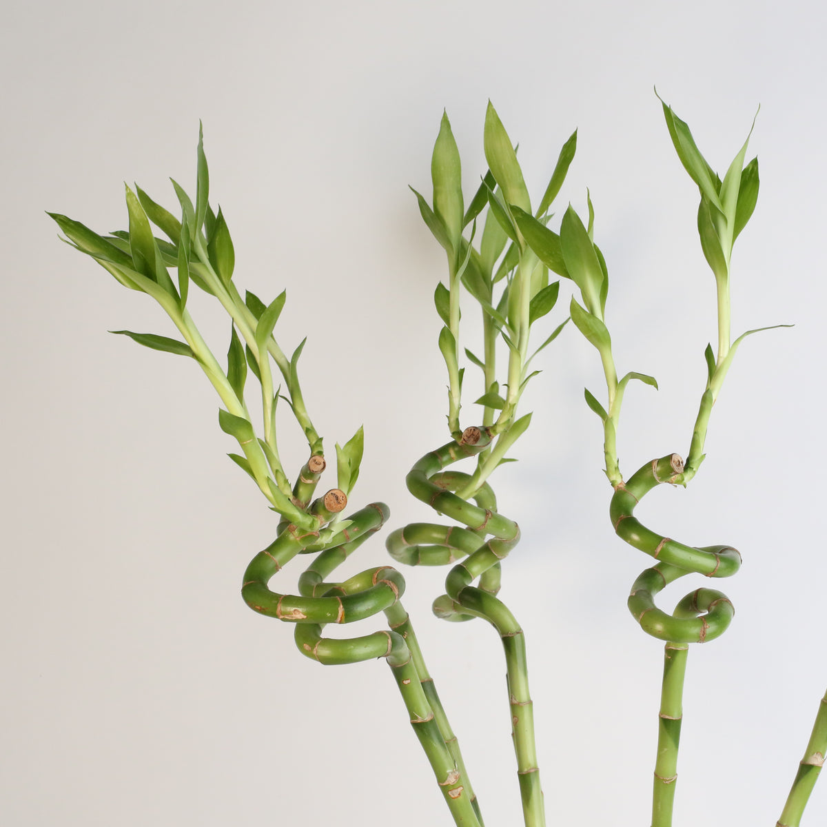 Lucky Bamboo TWISTS Water Plant- LARGE 36"