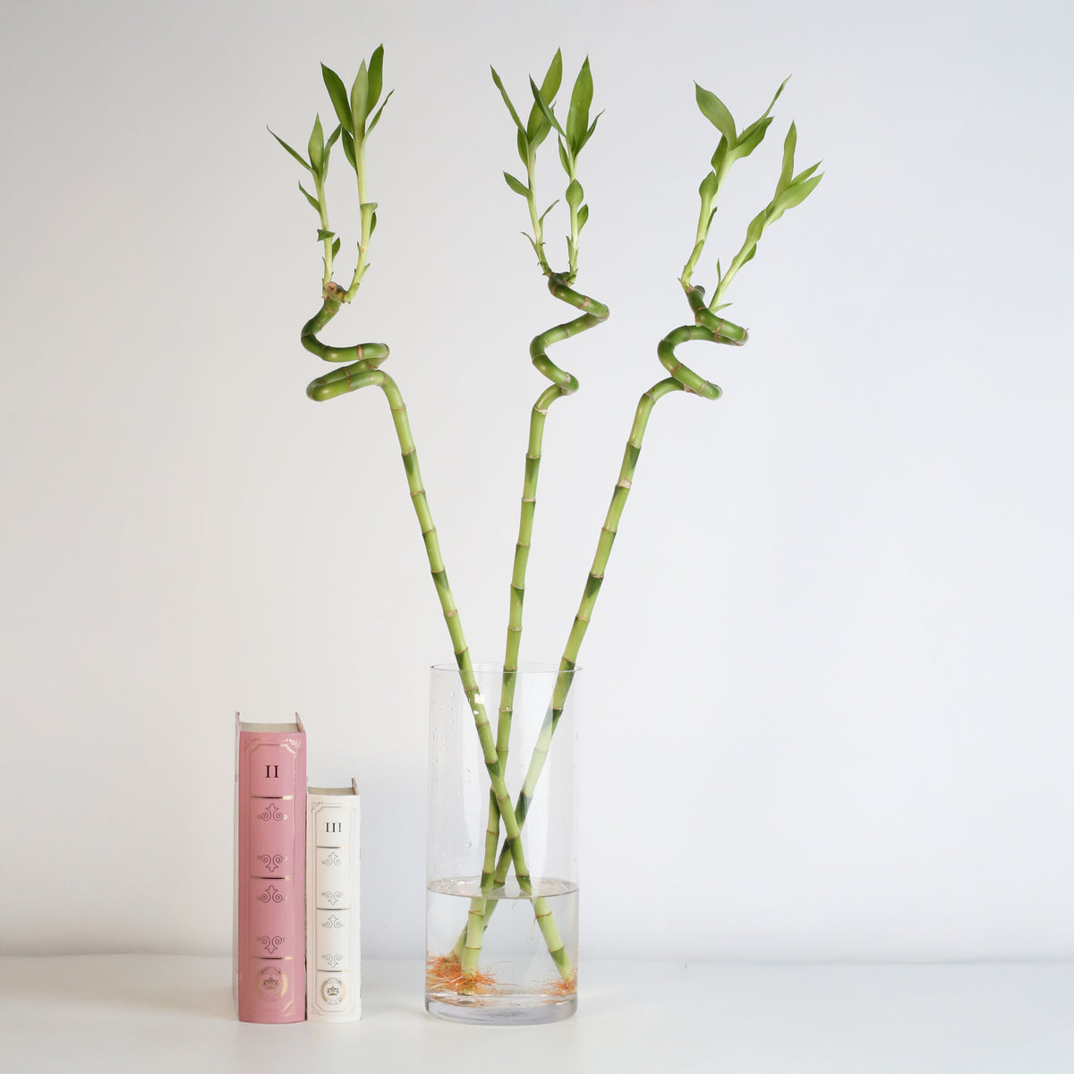 Lucky Bamboo TWISTS Water Plant- LARGE 36"