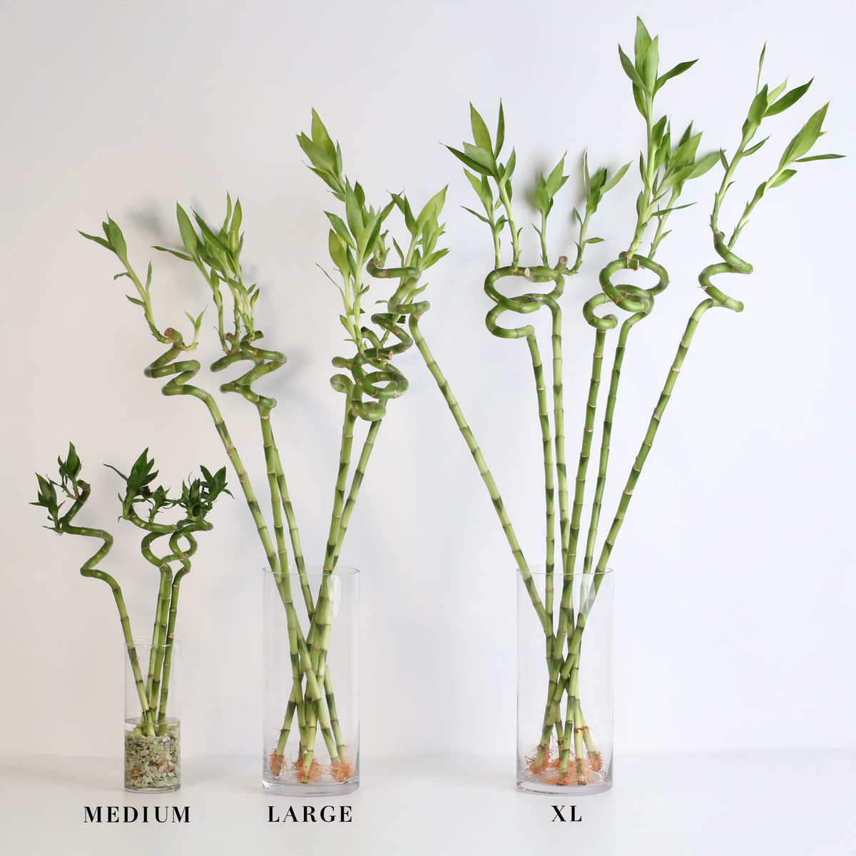 Lucky Bamboo Twists Water Plant MEDIUM