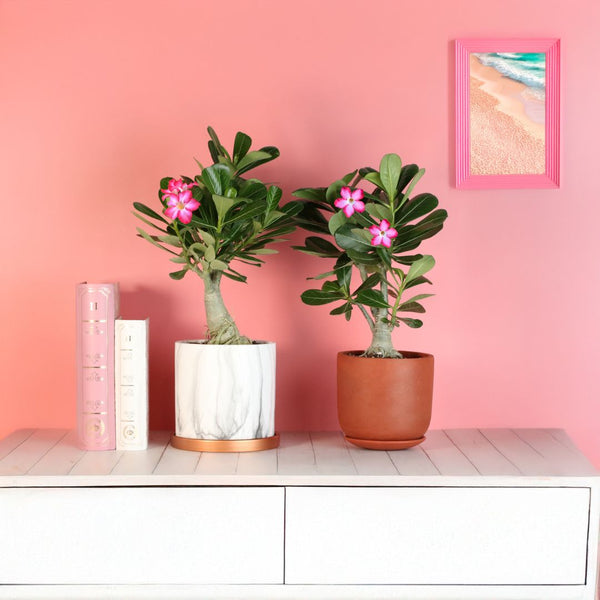 Desert Rose (Adenium obesum) - Verdant Lyfe