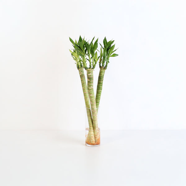best pots for ponytail palm Beaucarnea recurvata (Ponytail Palm) - 20cm pot main image 0