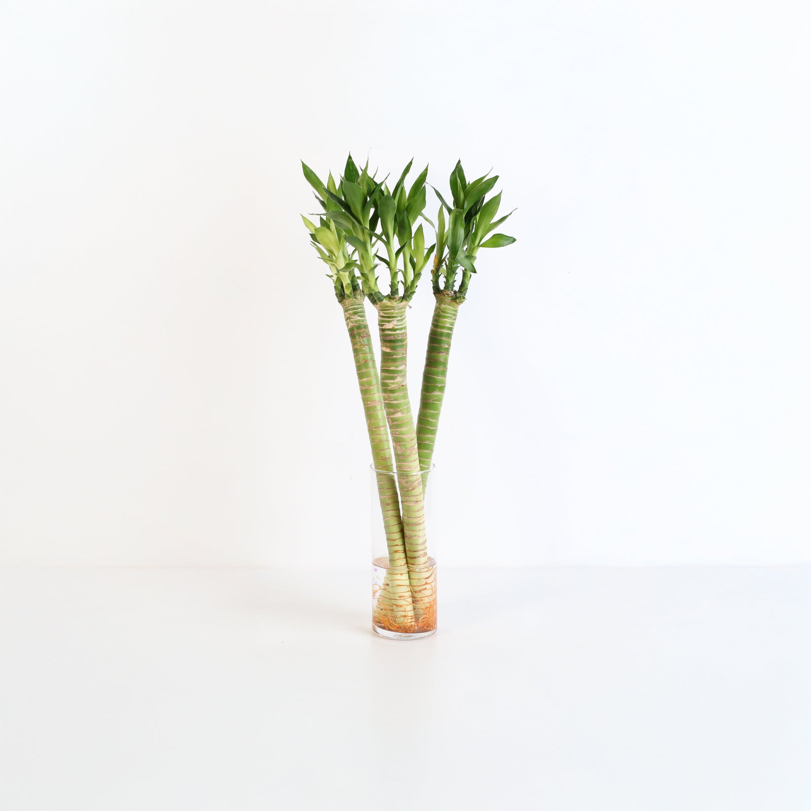 Lotus Bamboo Water Plant