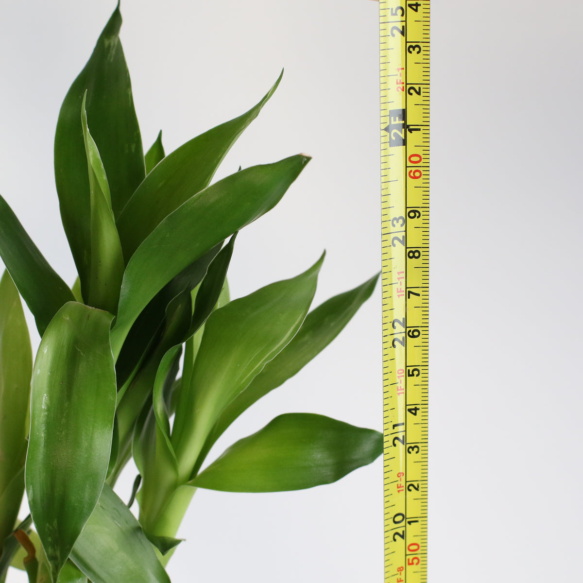 Lotus Bamboo Water Plant