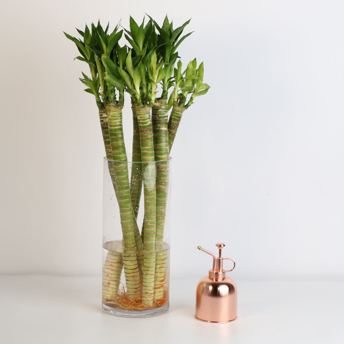 Lotus Bamboo Water Plants next to mister.