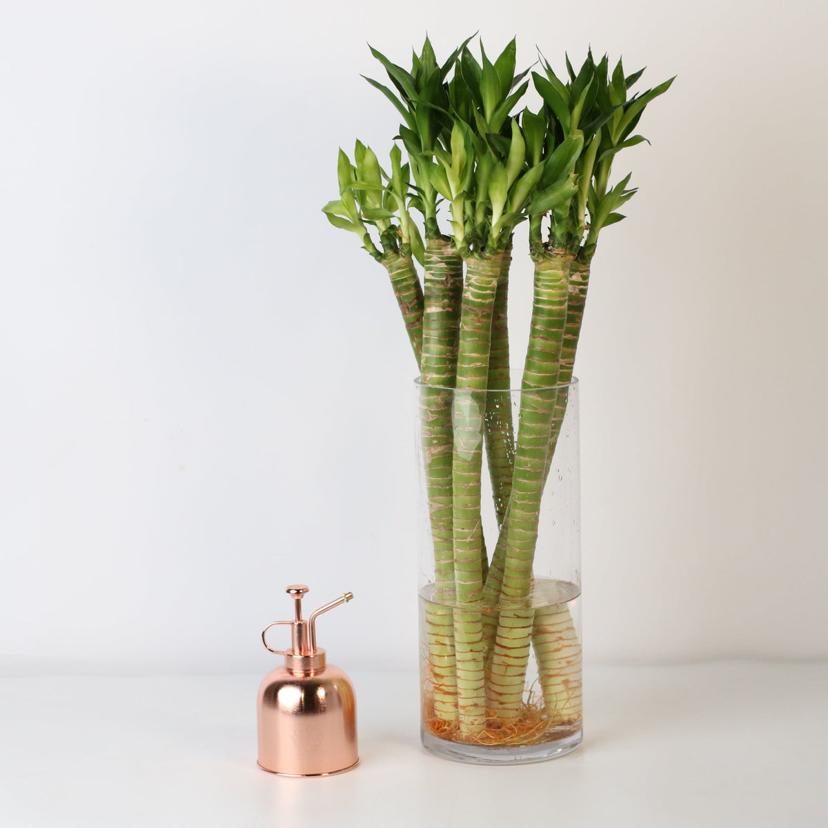 Lotus Bamboo Water Plant