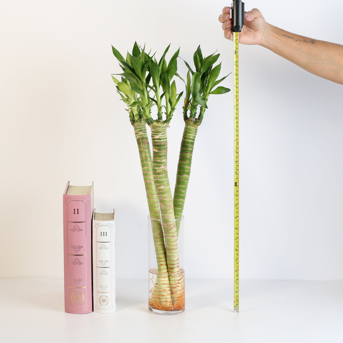 Lotus Bamboo Water Plant