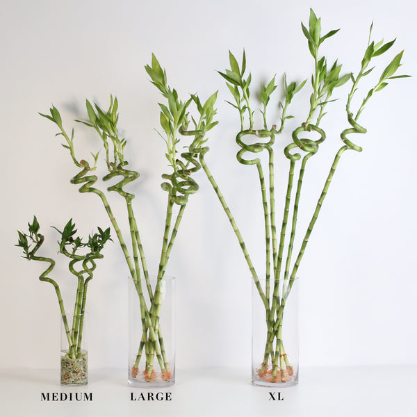 lucky bamboo wholesale florida Lucky Bamboo Twists Water Plant MEDIUM 6-Pack