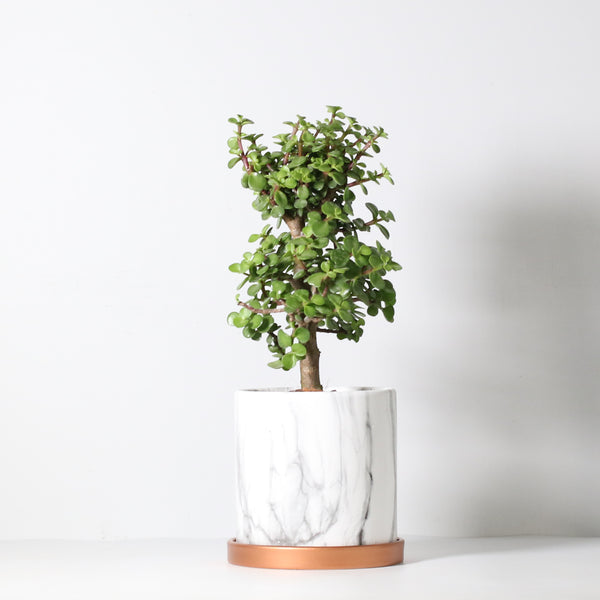 Lucky Jade Bonsai Tree - Verdant Lyfe