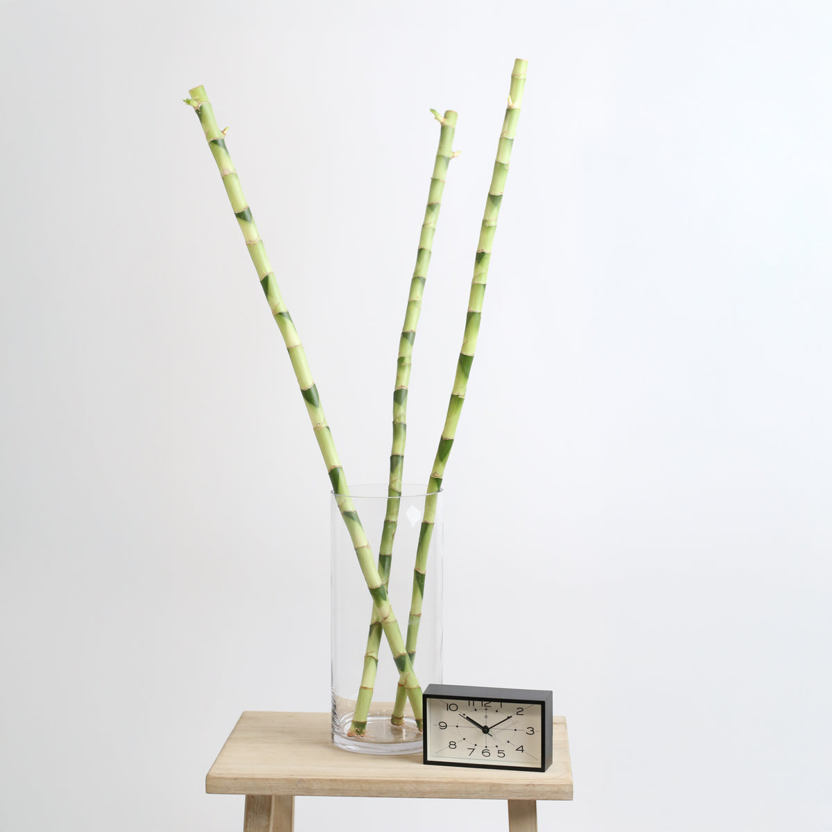 3 Pack Lucky Bamboo Water Plant 1XL 36" next to clock