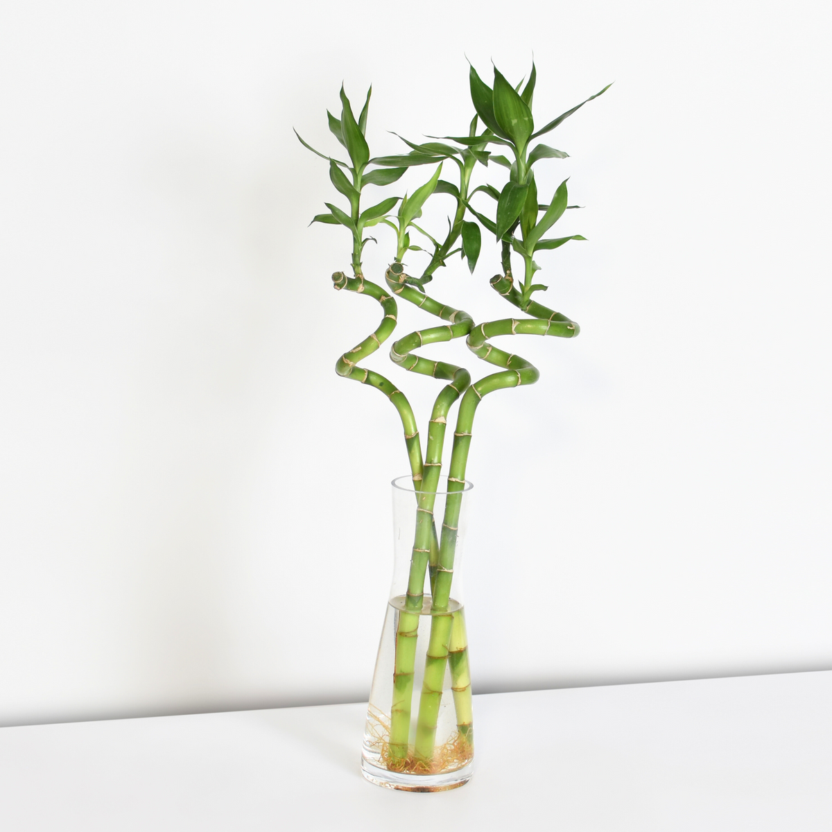 Lucky Bamboo Twists Water Plant