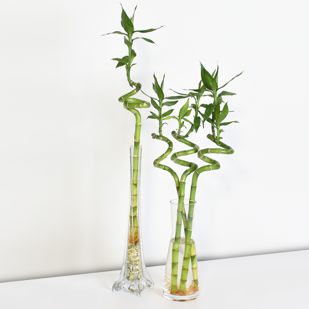 Lucky Bamboo Twists Water Plant