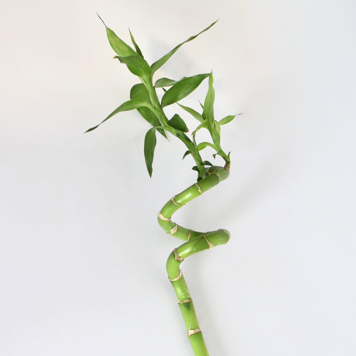 Lucky Bamboo Twists Water Plant