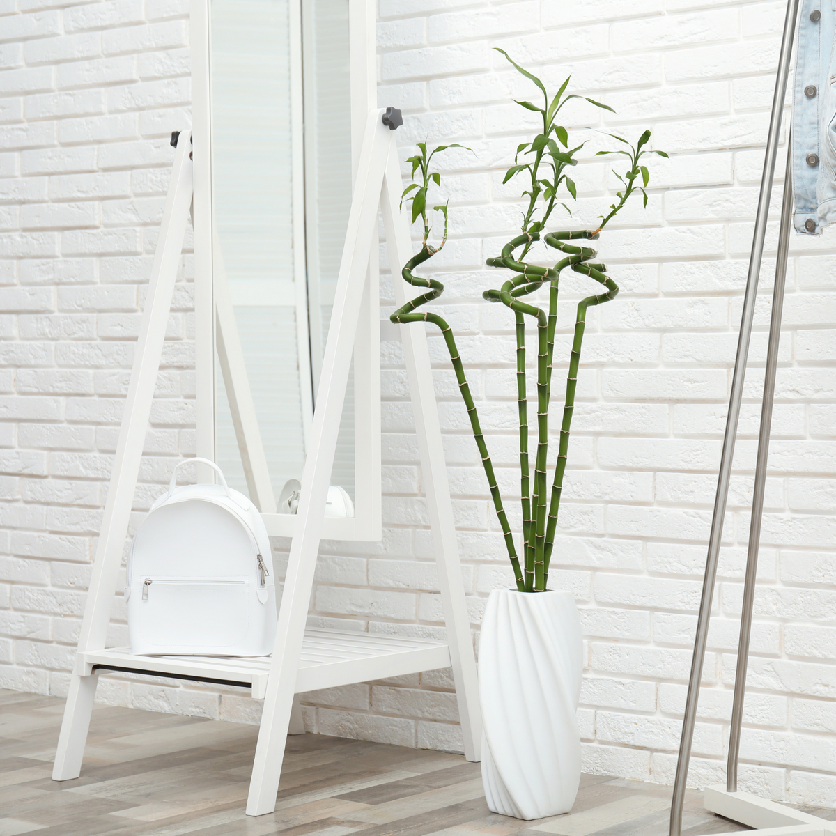 Lucky Bamboo Twists Water Plant