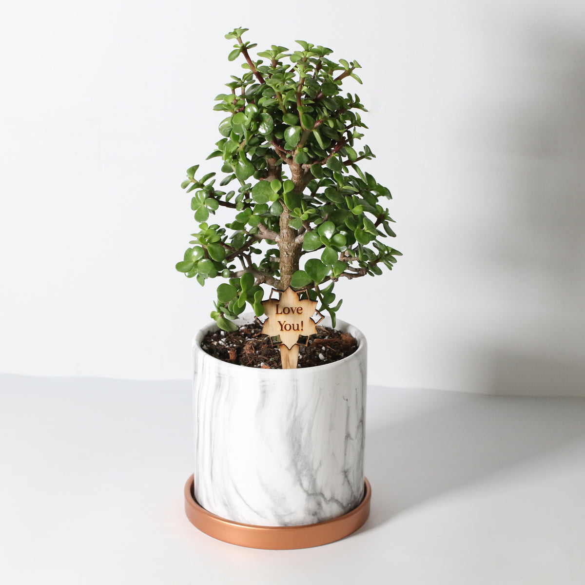 Lucky Jade Bonsai Tree