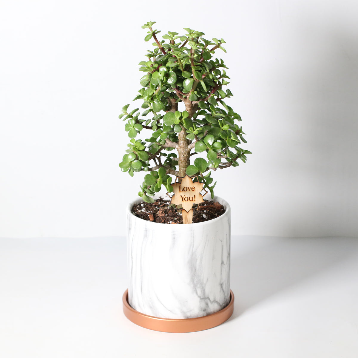 Lucky Jade Bonsai Tree