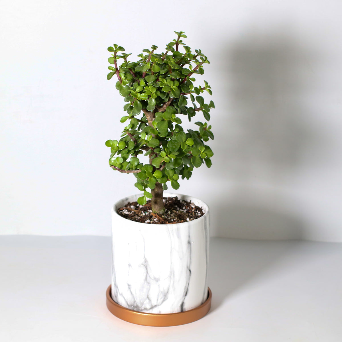 Lucky Jade Bonsai Tree