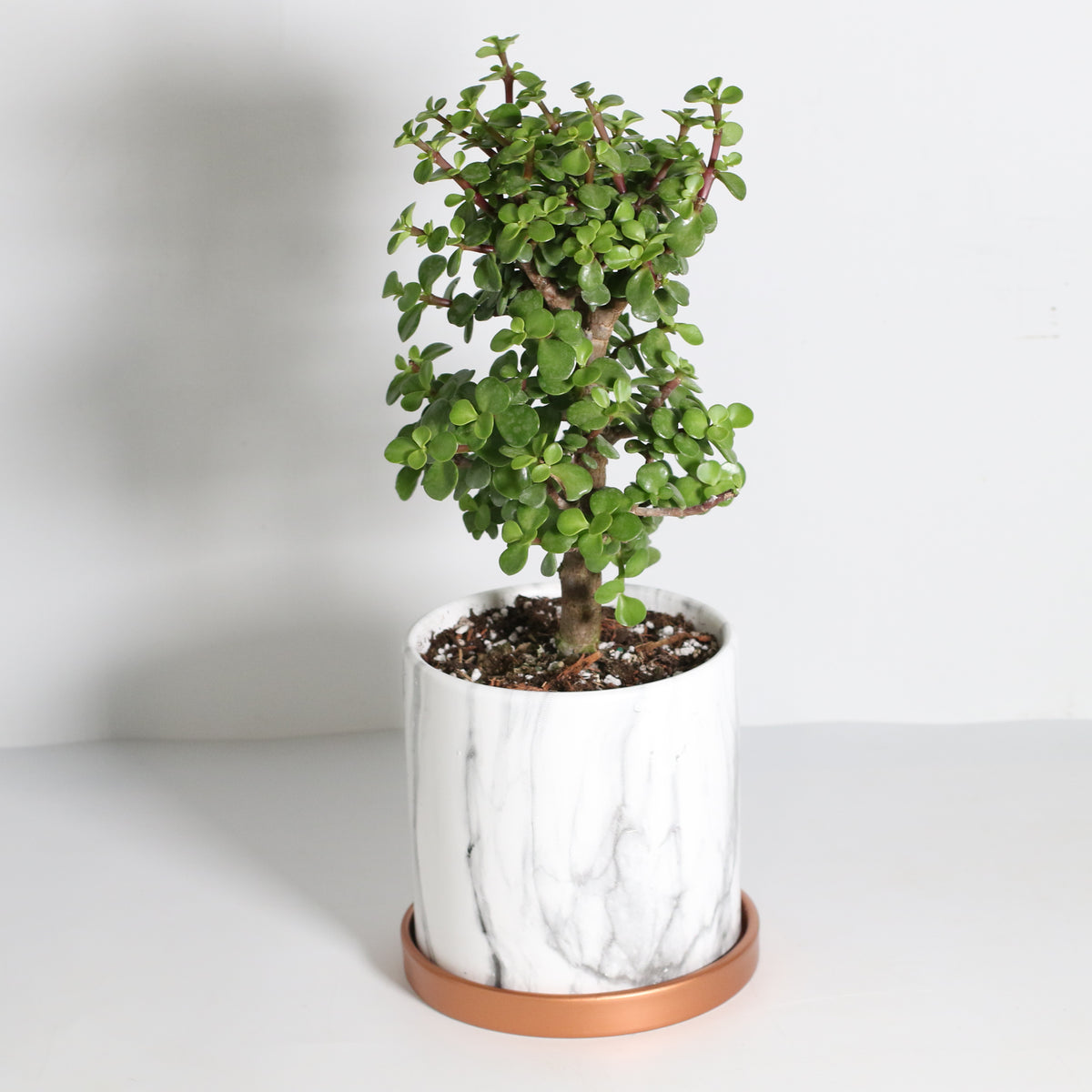 Lucky Jade Bonsai Tree