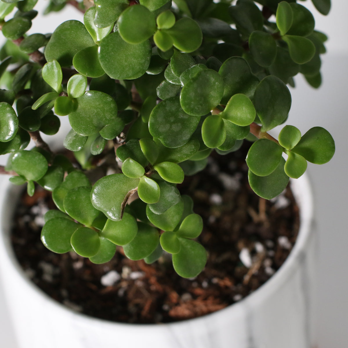 Lucky Jade Bonsai Tree