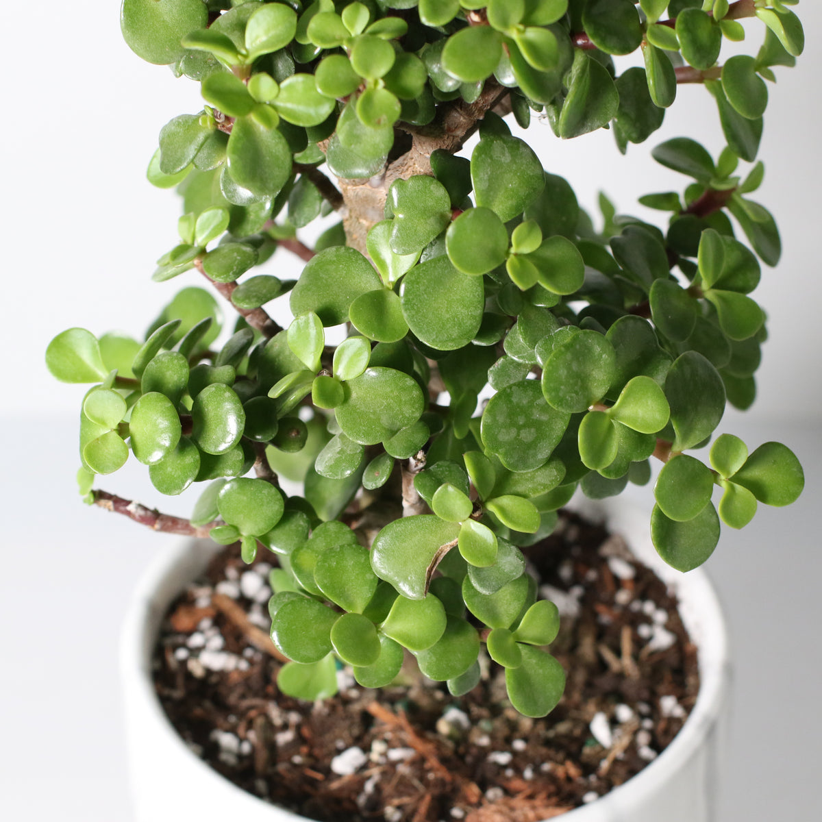 Lucky Jade Bonsai Tree