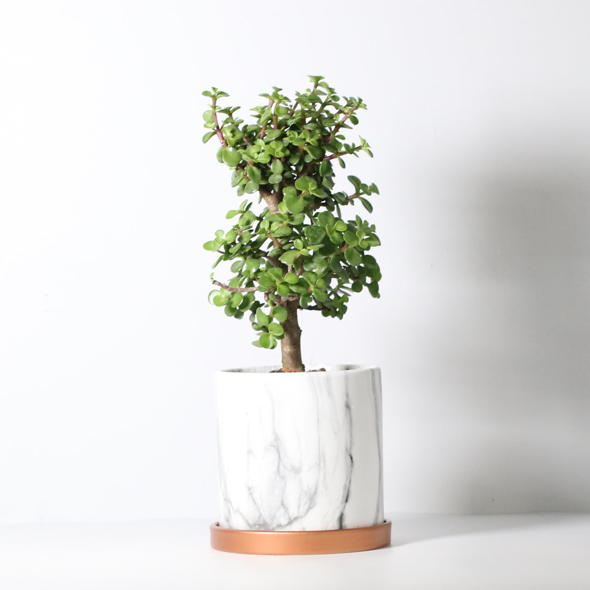 Lucky Jade Bonsai Tree