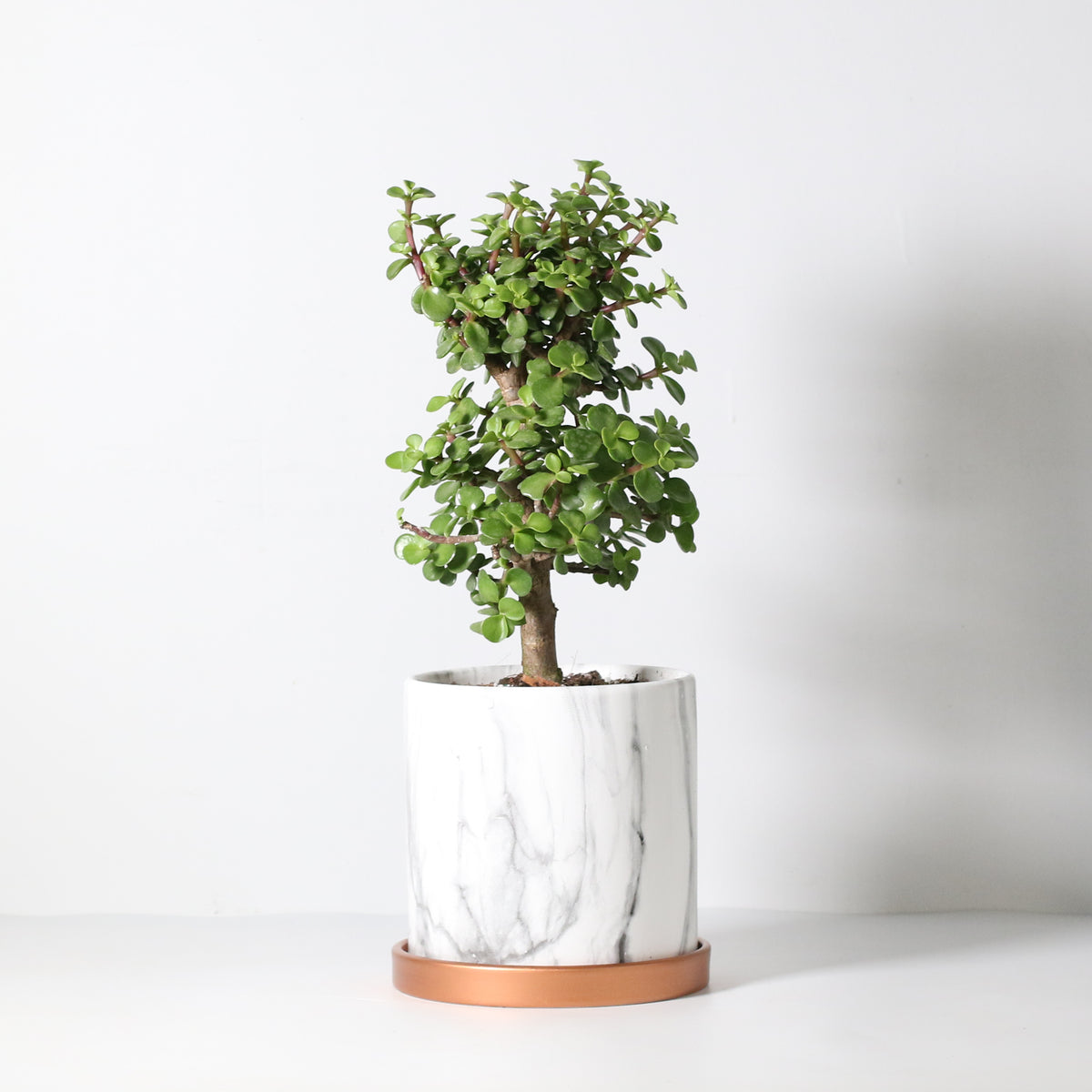 Lucky Jade Bonsai Tree