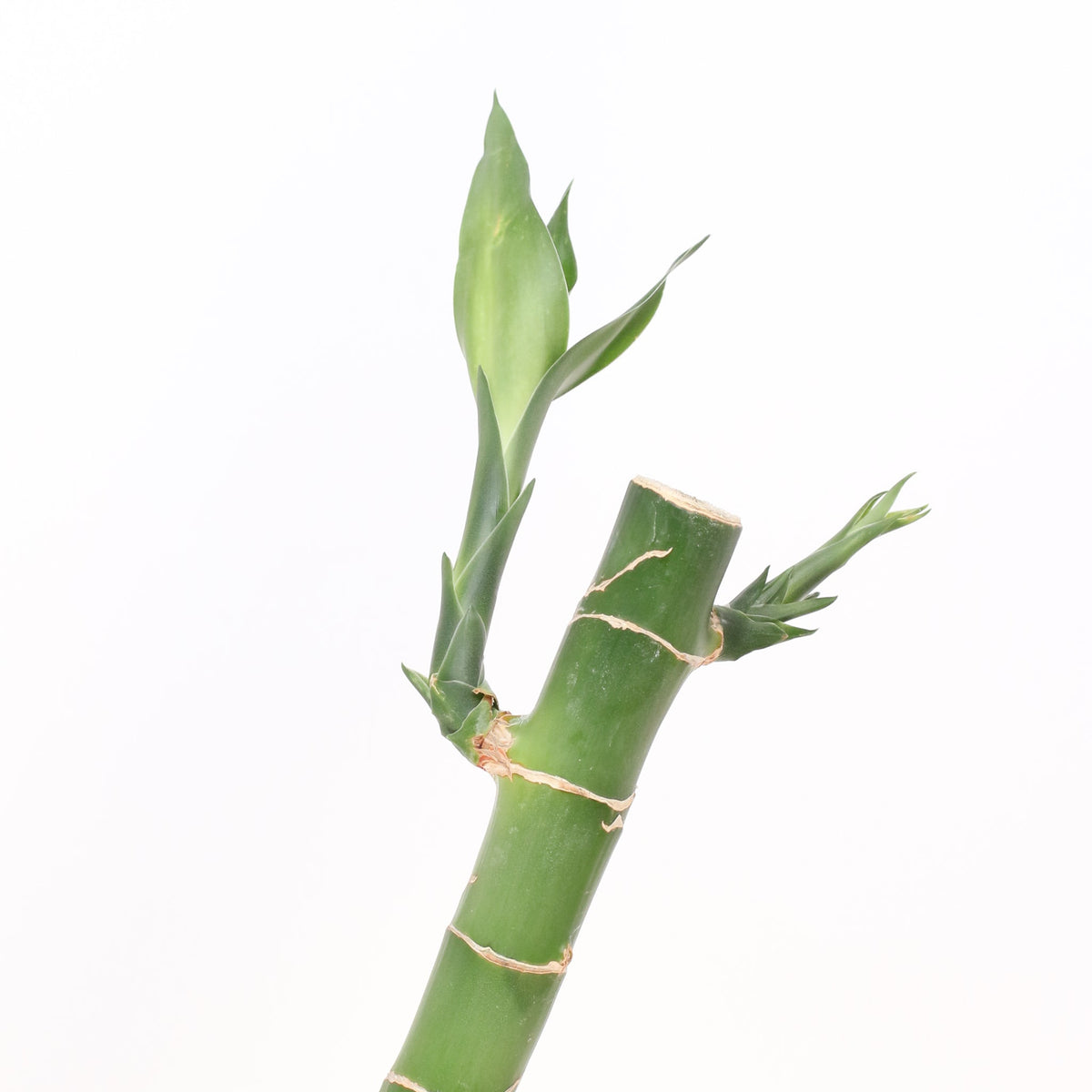 Lucky Bamboo Water Plant 1XL 36"