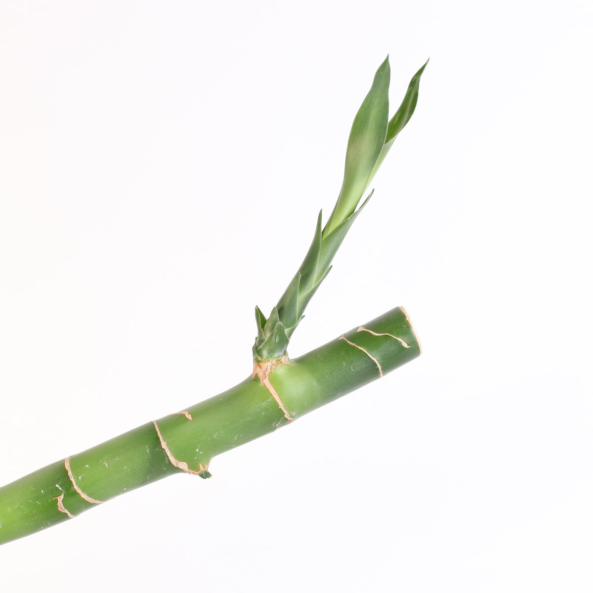 Lucky Bamboo Water Plant 1XL 36"