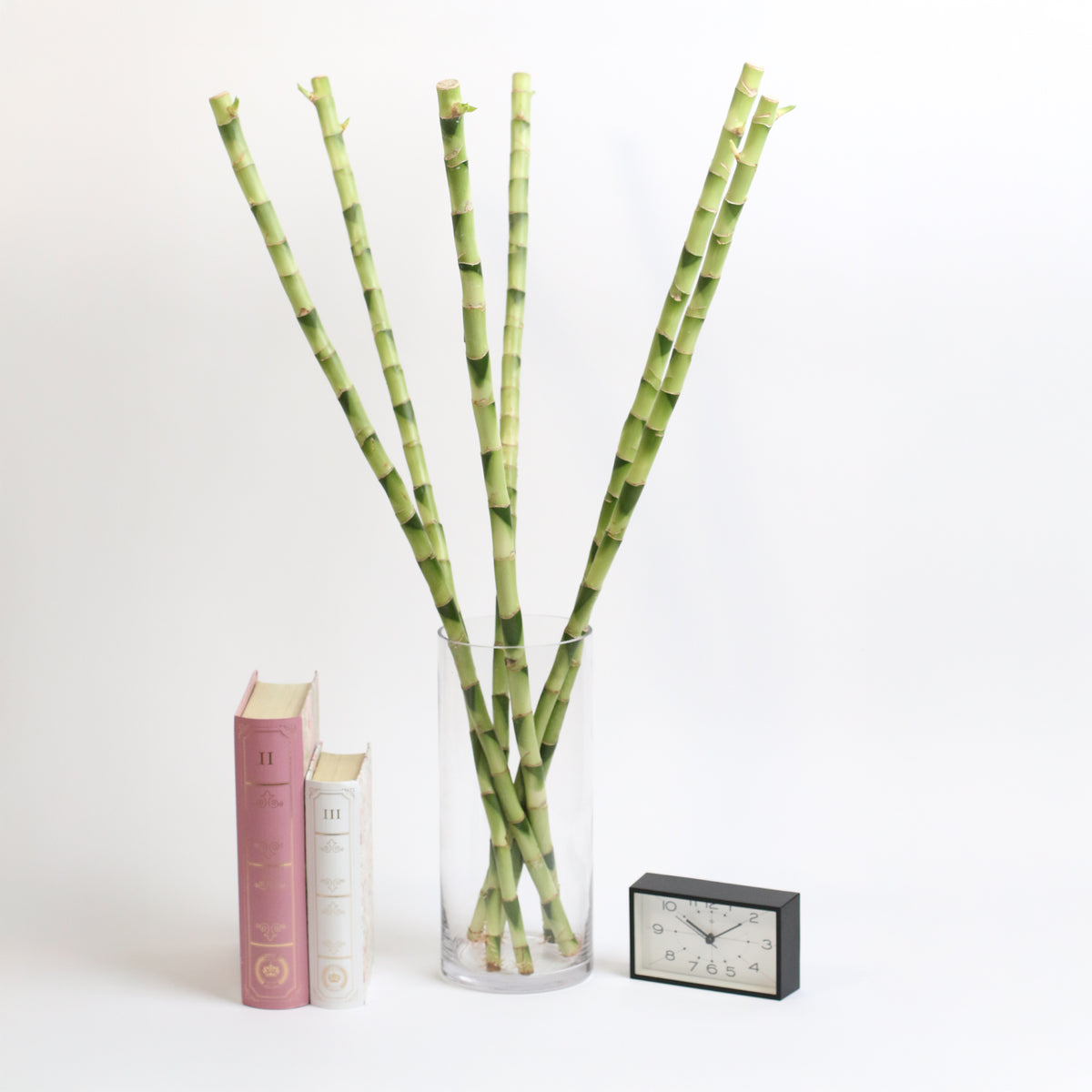 Lucky Bamboo Water Plant 1XL 36"