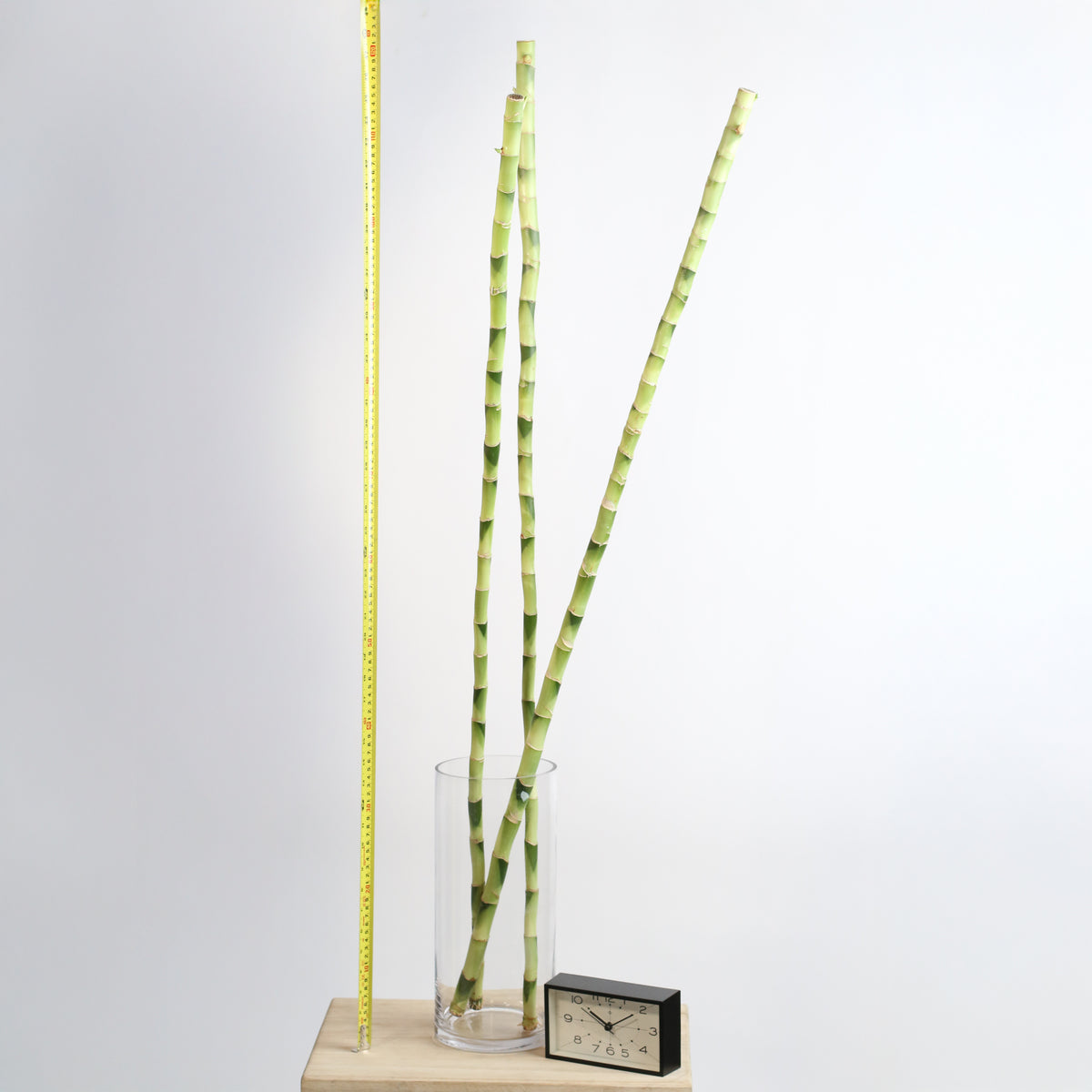 2XL Lucky Bamboo 48" Tall next to clock