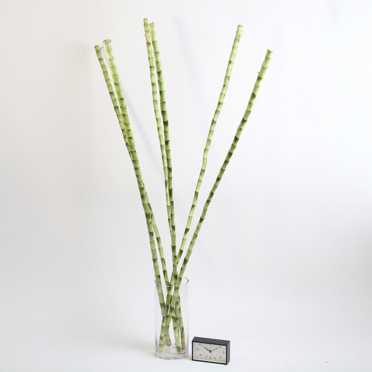 6 Pack - Lucky Bamboo 2XL 48" in vase next to clock.