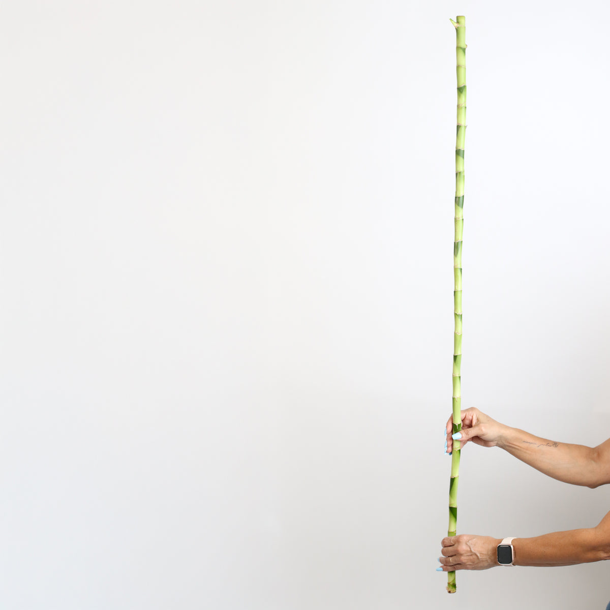 Hands holding Lucky Bamboo 2XL 48"