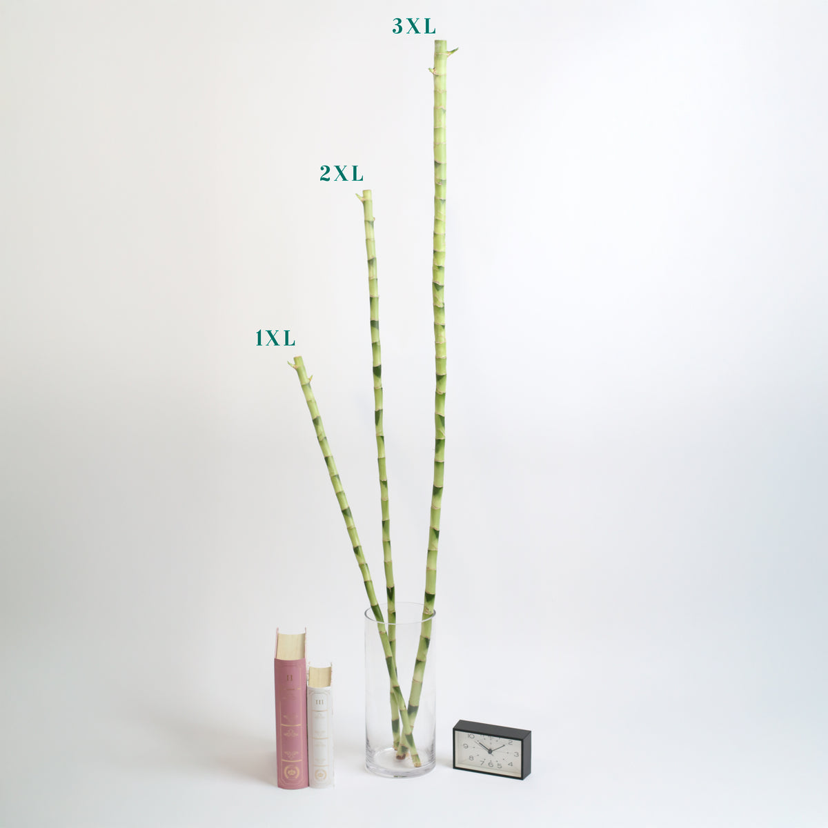 3 Different Size Bamboo Stalks.