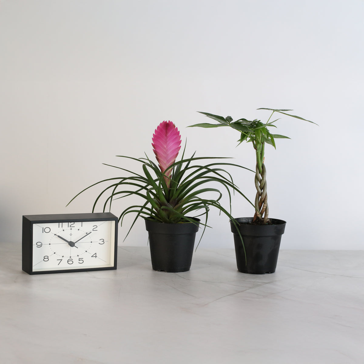 4" Duo featuring Pink Quill and Braided Money Tree next to clock.