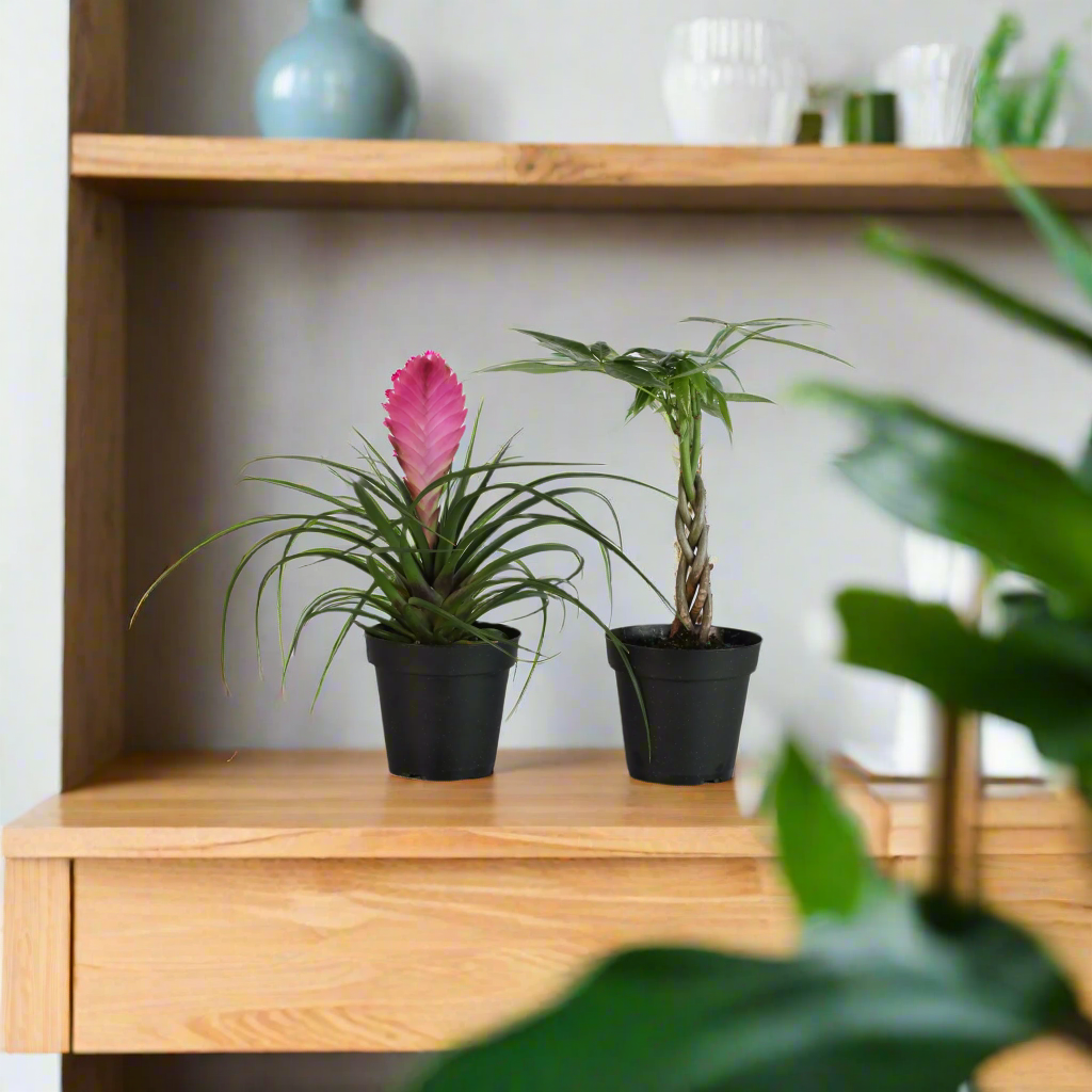 Lyfe Celebration Bundle