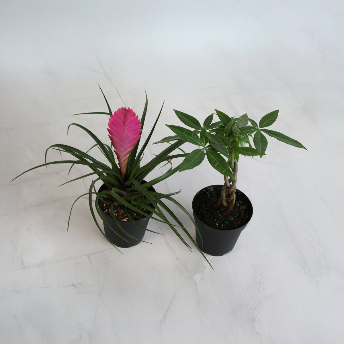 4" Duo featuring Pink Quill and Braided Money Tree
