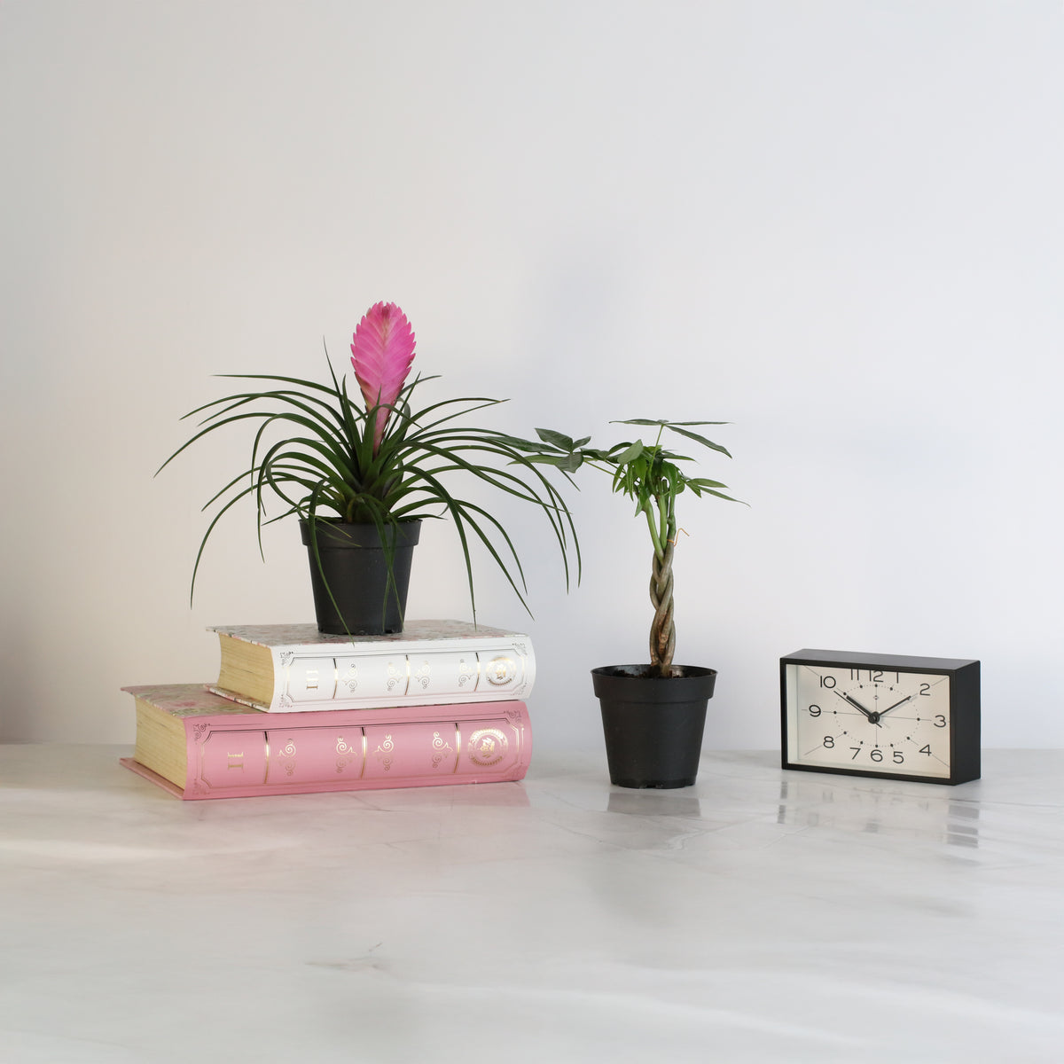 4" Duo featuring Pink Quill and Braided Money Tree on desk.