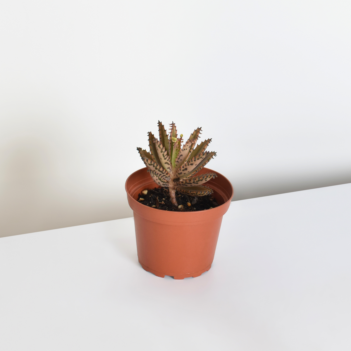 Mother of Thousands Succulent