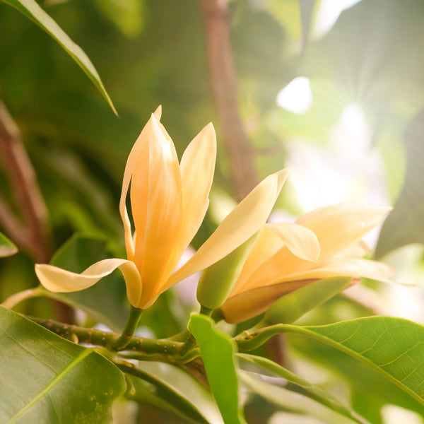 michelia champaca plant Magnolia Champaca