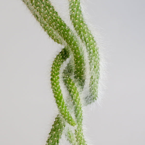 Monkey Tail Cactus - Verdant Lyfe