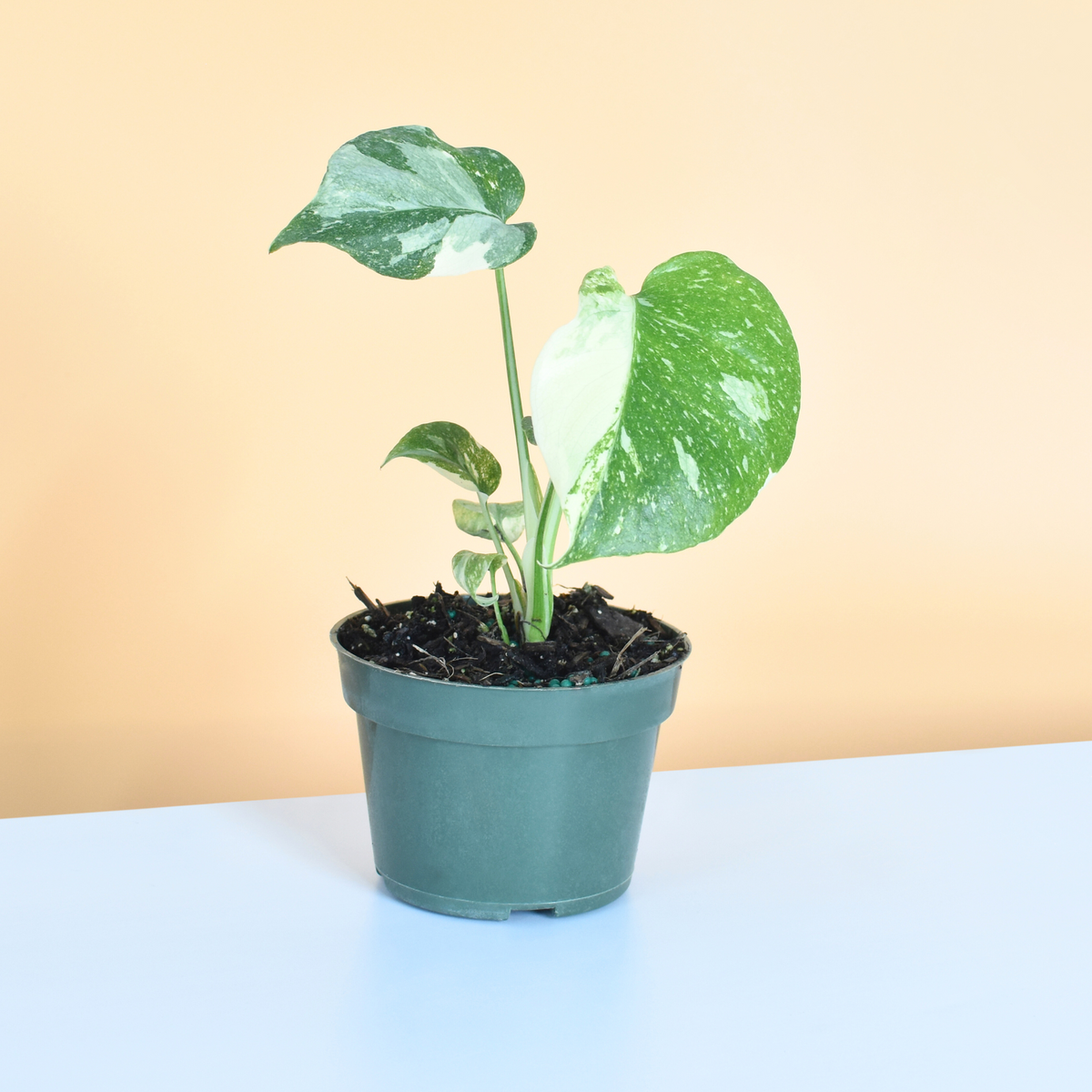 Monstera Thai Constellation