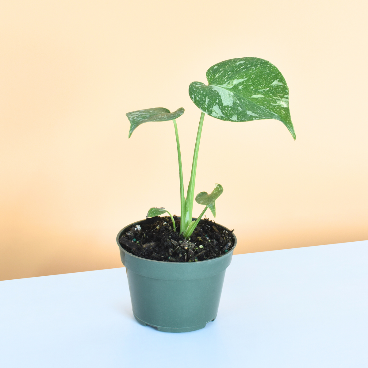 Monstera Thai Constellation