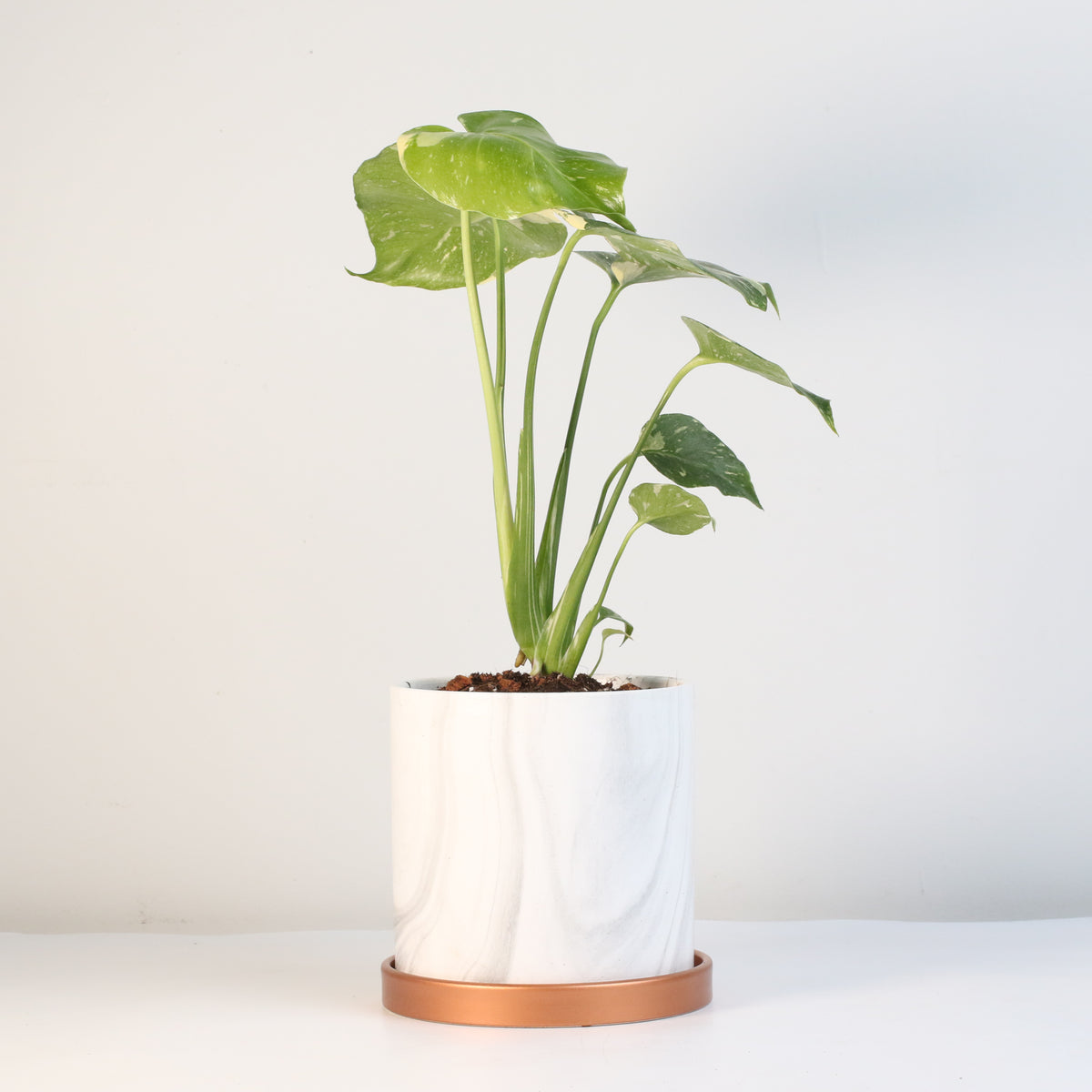 Monstera Thai Constellation