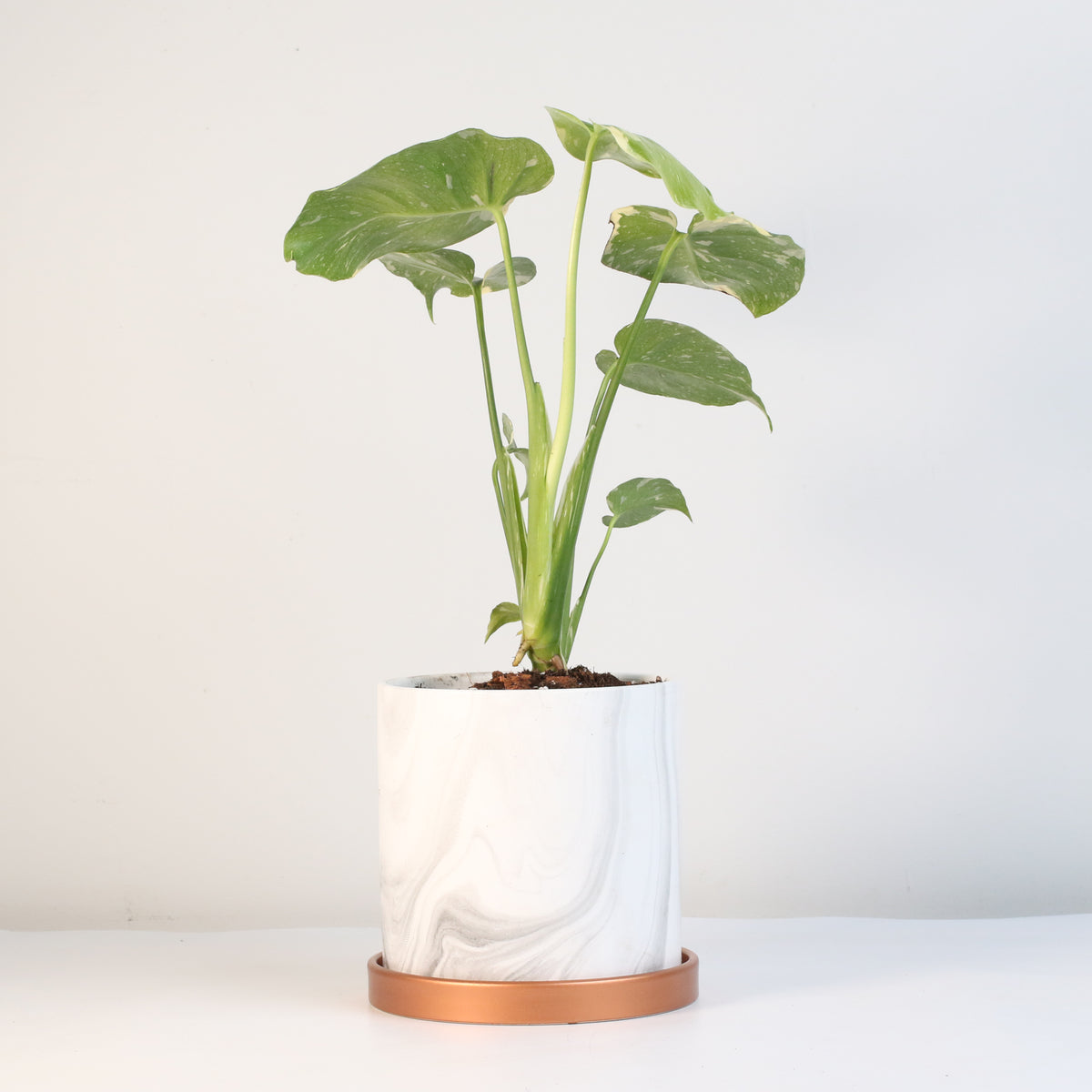 Monstera Thai Constellation